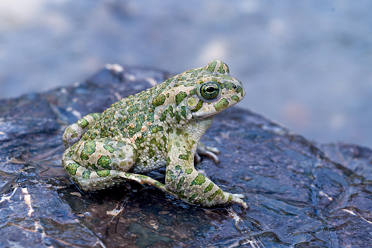 Bufo viridis? - Bufotes balearicus